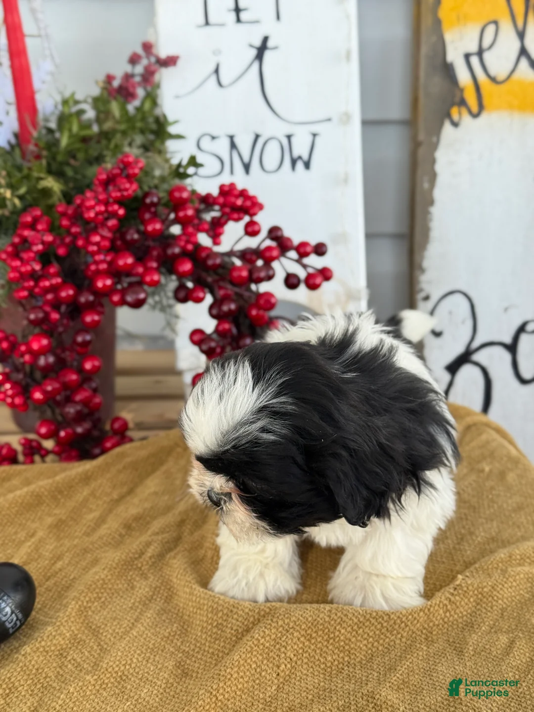 Shih Tzu dogs for sale: Pip - Ad 3