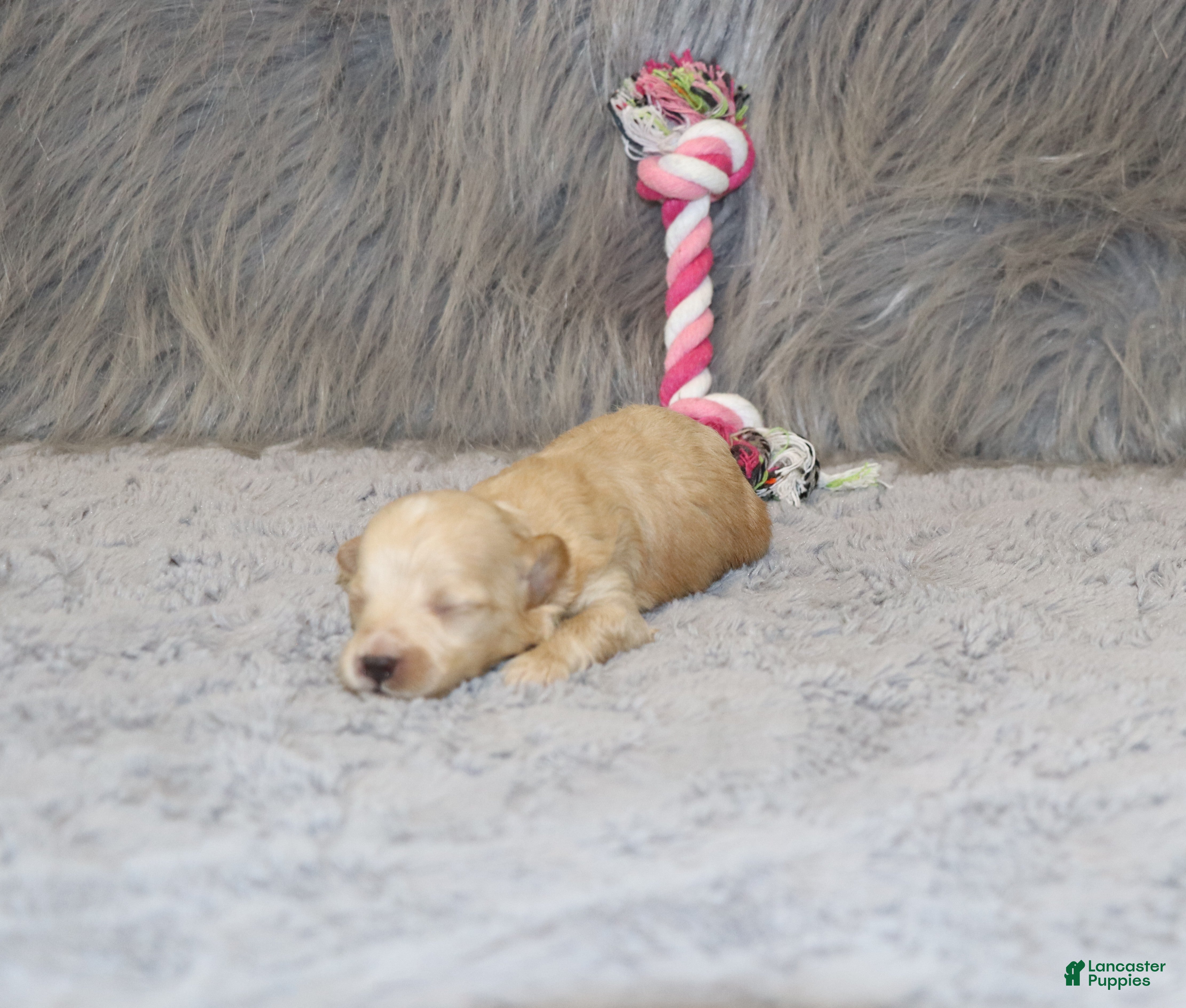 Havapoo dogs Pearl 🌷 Toy/Miniature - Ad 2