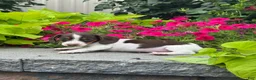 Miniature Dachshund dogs for sale: Diva - Ad 3
