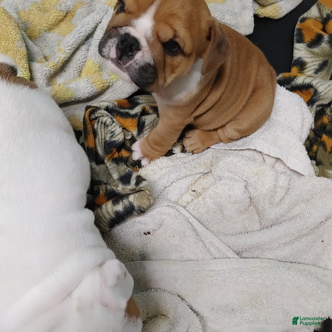 English Bulldog dogs for sale: Frankie - Ad 8