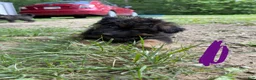 German Shepherd dogs for sale: Long Coat German Shepherd- Purple Female - Ad 3