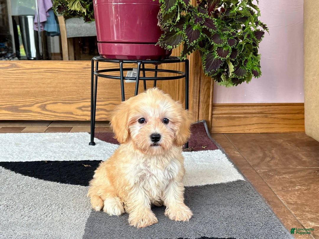 Maltipoo dogs for sale: Morty - Ad 7