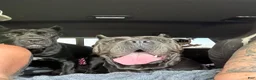 Cane Corso dogs for sale: Monte Carlo  - Ad 35