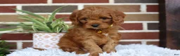 Cavapoo dogs for sale: Skye - Ad 3