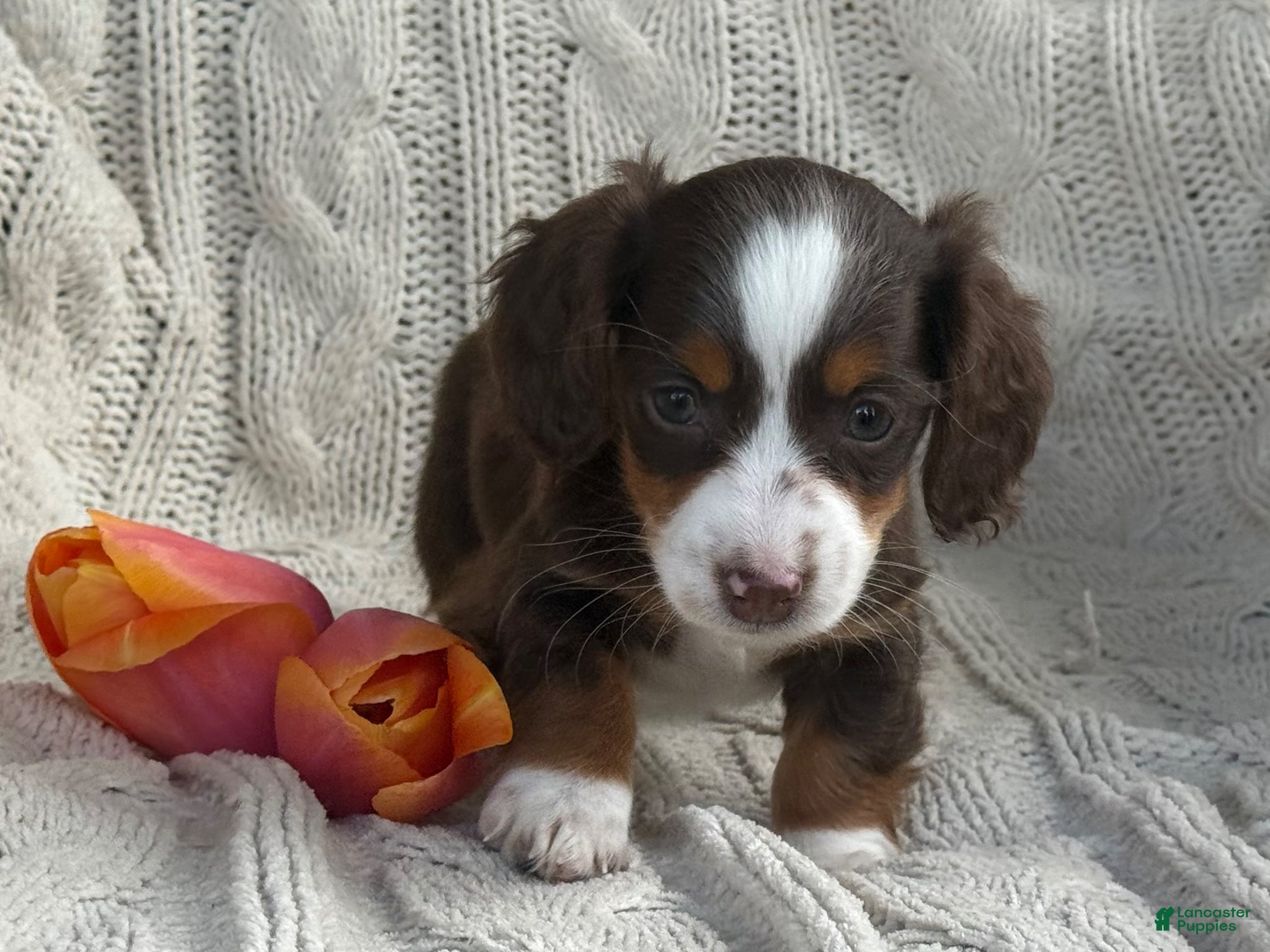 Miniature Dachshund dogs Tina - Ad 2