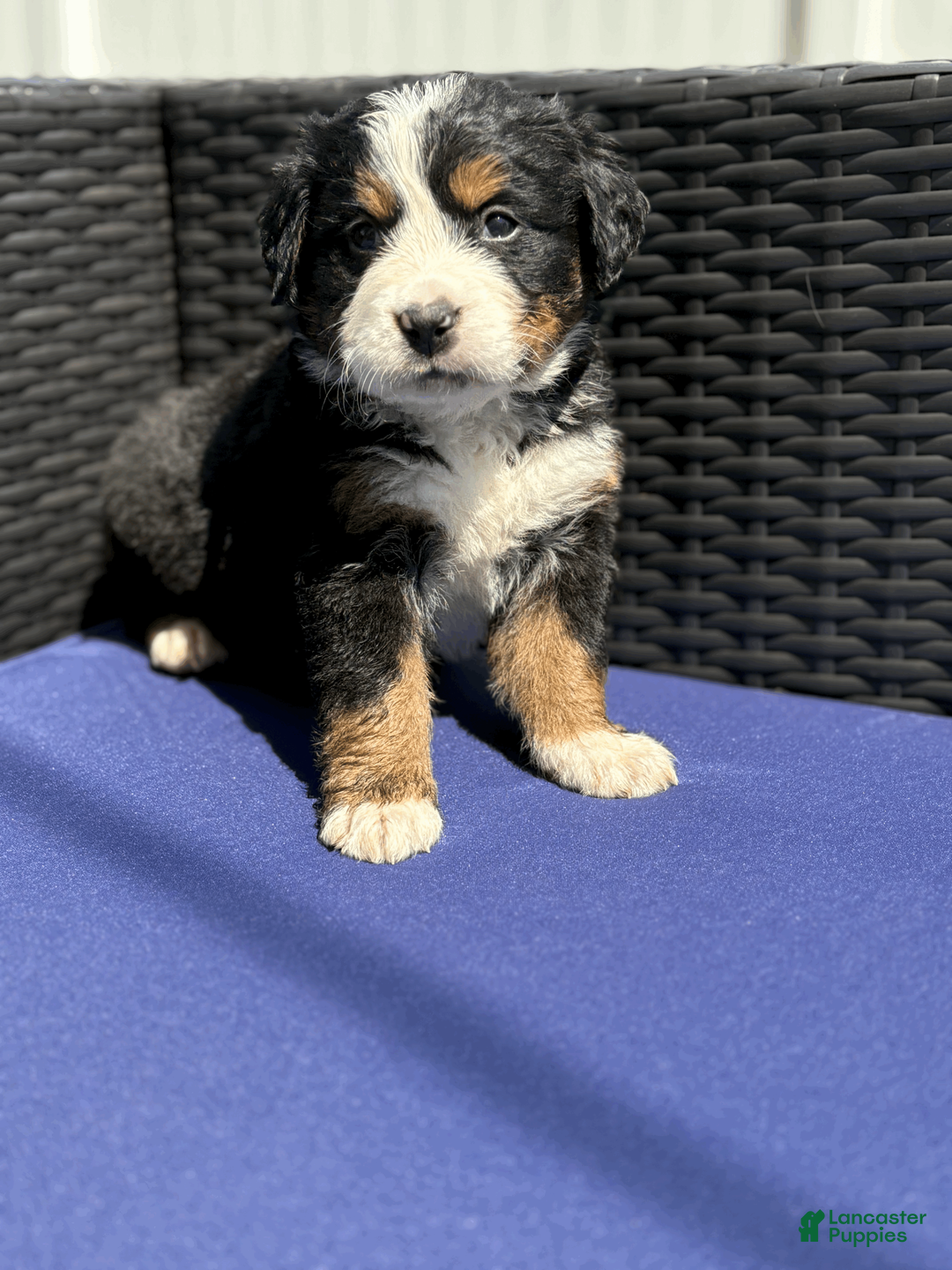 Bernese Mountain Dog dogs for sale: Bennett - Ad 4