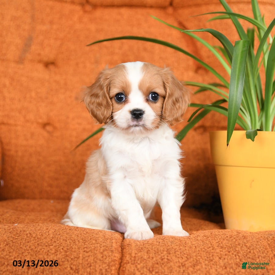 Cavapoo dogs for sale: Charlie - Ad 3