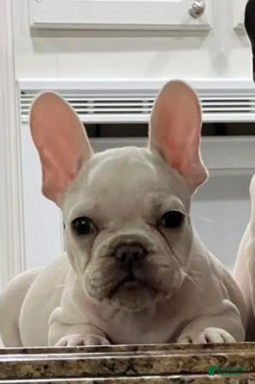 French Bulldog dogs for sale: French Bulldog Puppy 2 - Ad 1