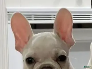 French Bulldog dogs for sale: French Bulldog Puppy 2 - Ad 1