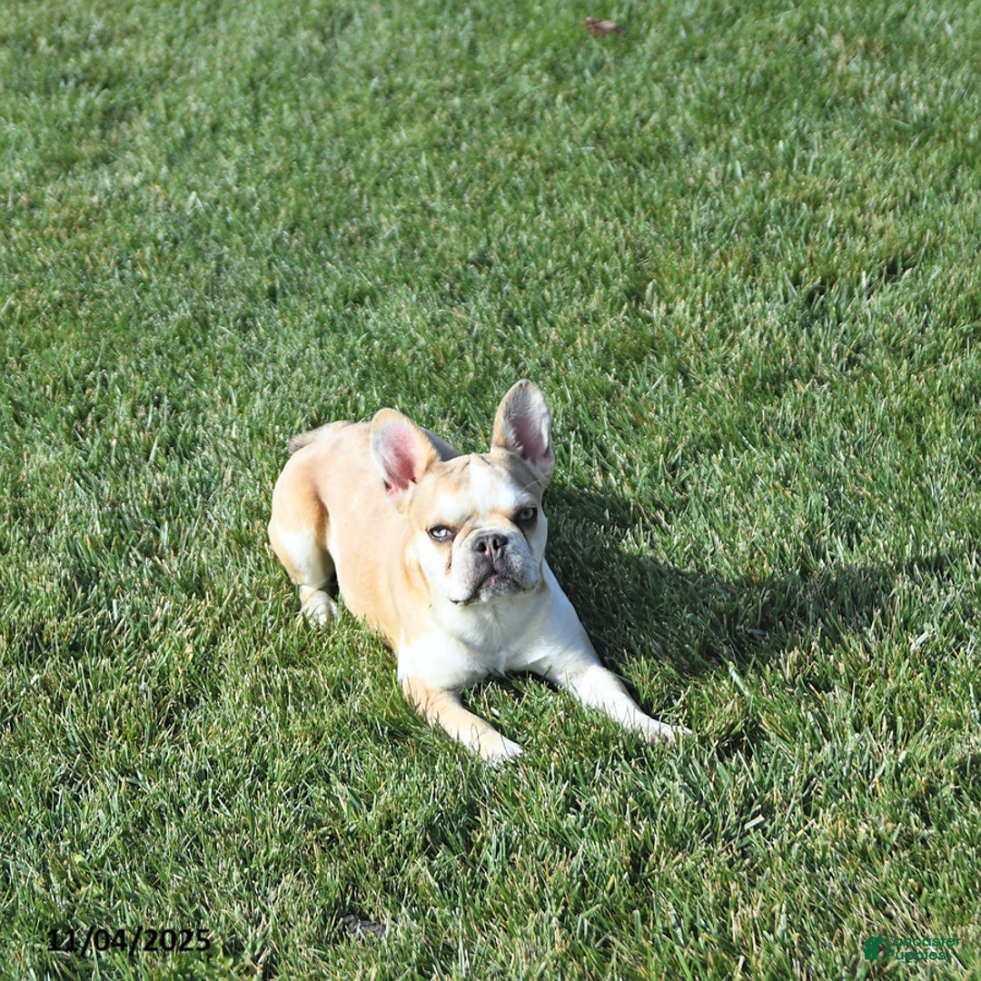 French Bulldog dogs for sale: Skye - Ad 4