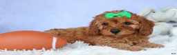 Cavapoo dogs for sale: TRAVIS - Ad 5