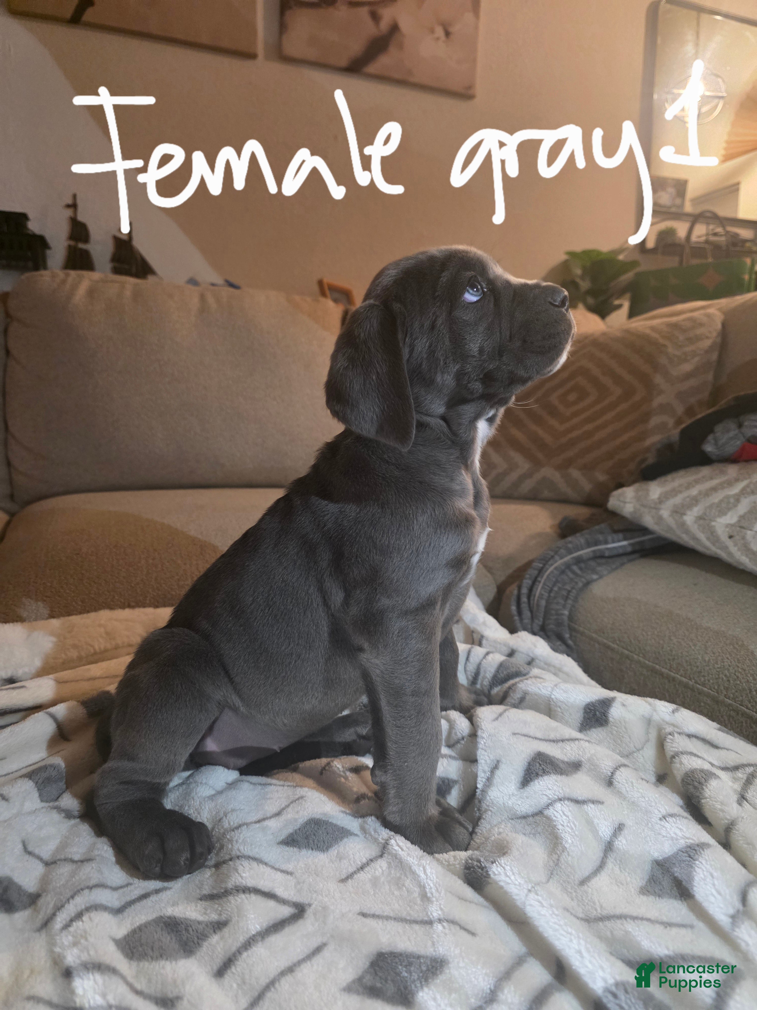 Cane Corso dogs Cane Corso Puppy 7 - Ad 5