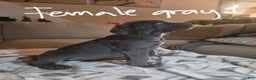 Cane Corso dogs for sale: Cane Corso Puppy 7 - Ad 1