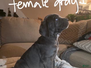 Cane Corso dogs Cane Corso Puppy 7 - Ad 11