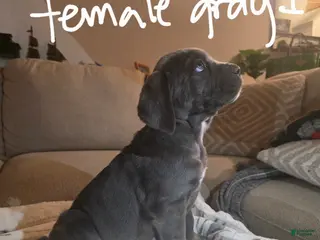 Cane Corso dogs Cane Corso Puppy 7 - Ad 20