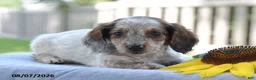 Miniature Dachshund dogs for sale: Trudy - Ad 4