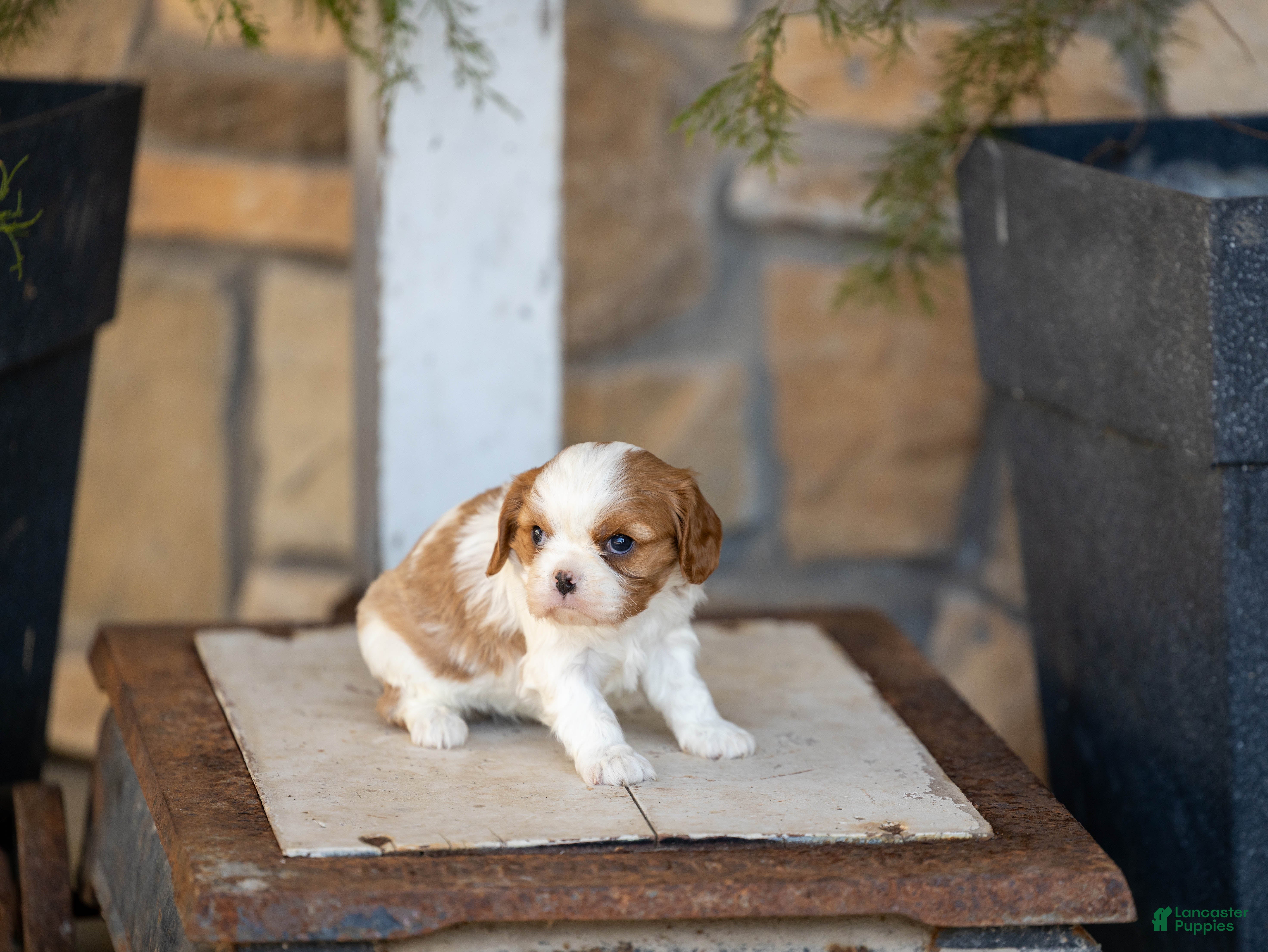 Cavalier King Charles Spaniel dogs AKC Wendy - Ad 2