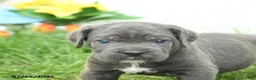 Cane Corso dogs for sale: Russell - Ad 5