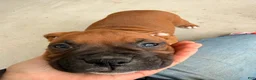Boxer dogs for sale: Coco - Ad 4