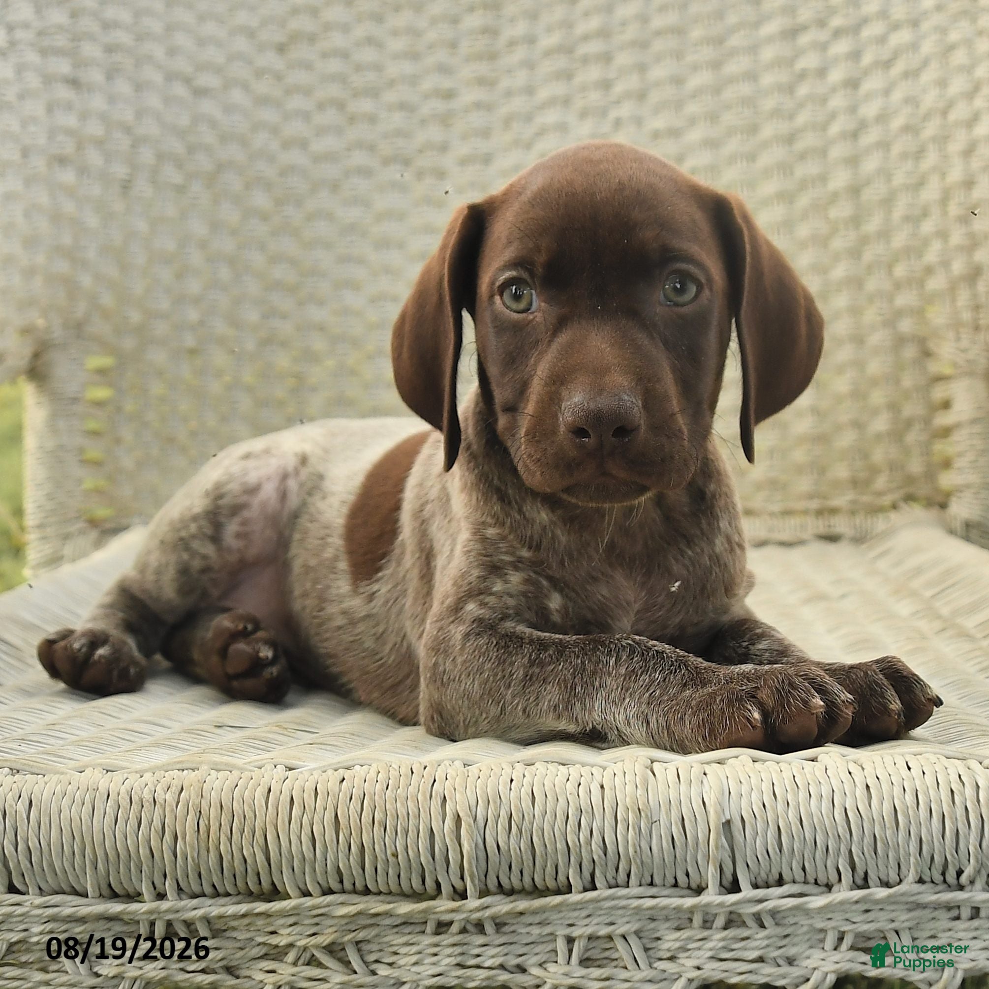 German Shorthaired Pointer dogs Haddy - Ad 2