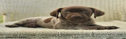 German Shorthaired Pointer dogs for sale: Haddy - Ad 2