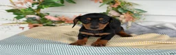 Miniature Dachshund dogs for sale: Janie - Ad 3