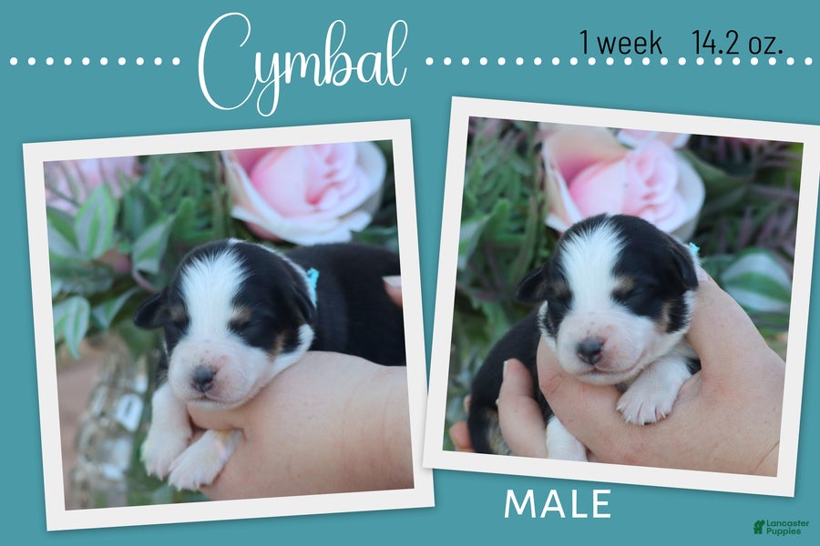 Miniature Australian Shepherd dogs for sale: Cymbal - Ad 3