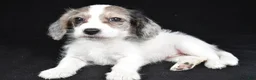 Mixed Breed dogs for sale: Tina - Ad 7