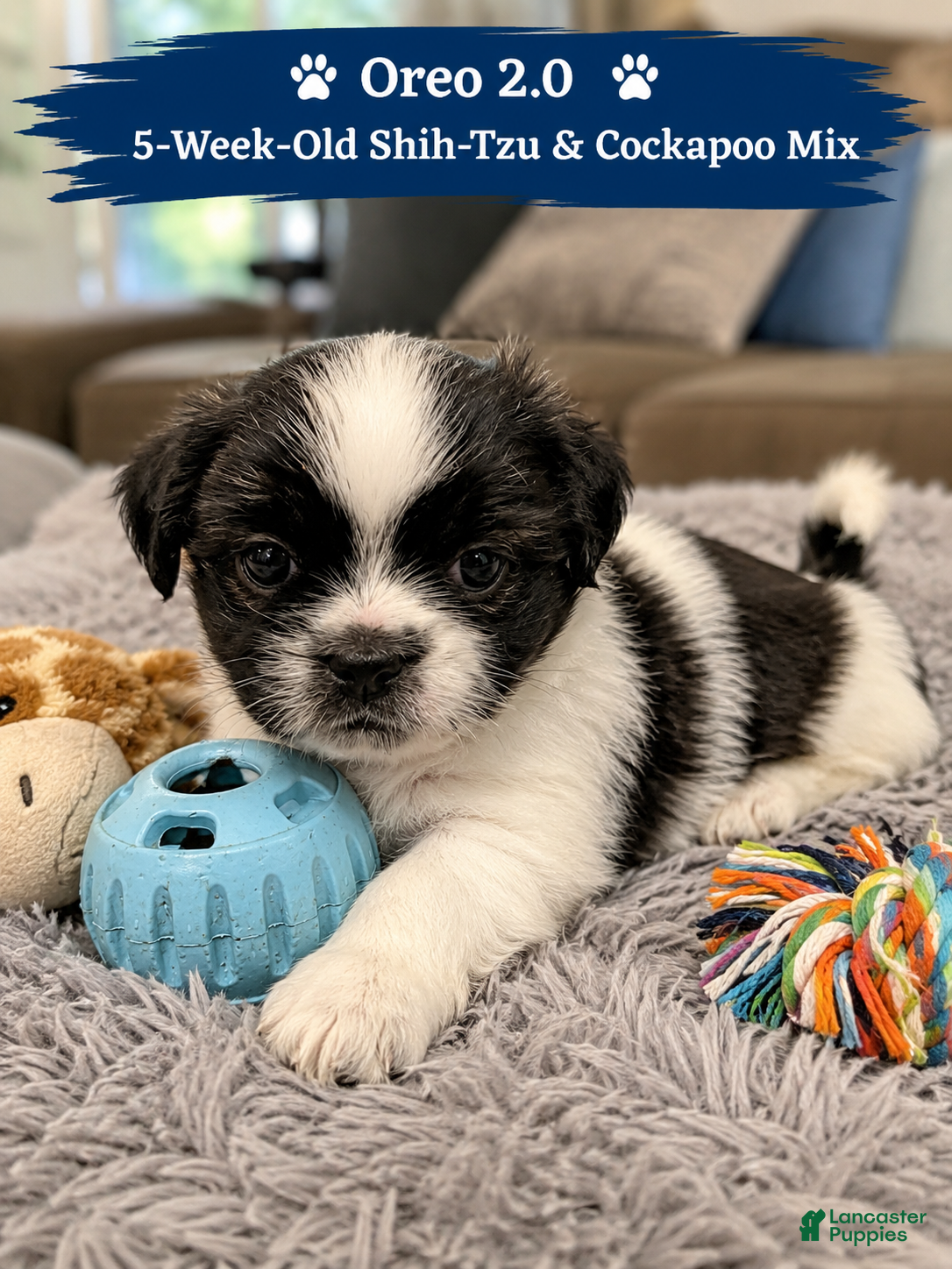 Mixed Breed dogs Oreo Male Black and White - Ad 37