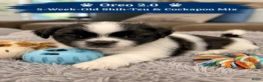 Oreo Male Black and White
