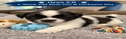 Mixed Breed dogs for sale: Oreo Male Black and White - Ad 1