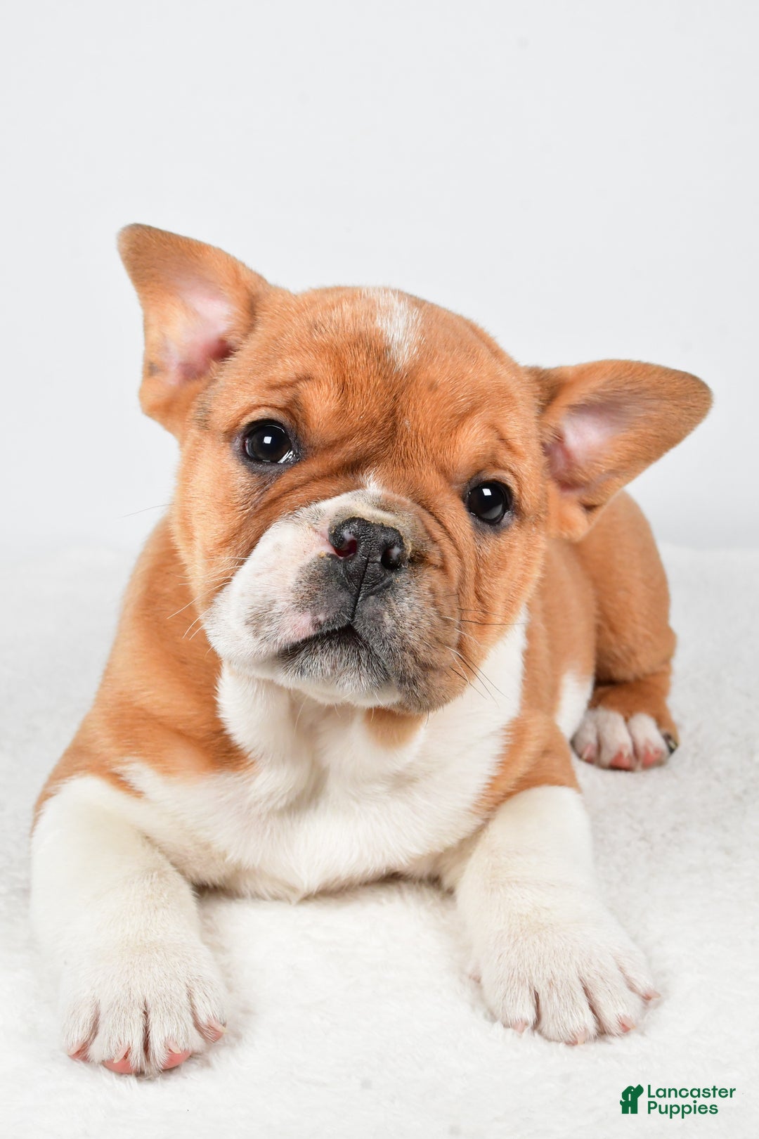 Beabull dogs for sale: Taffy - Ad 3