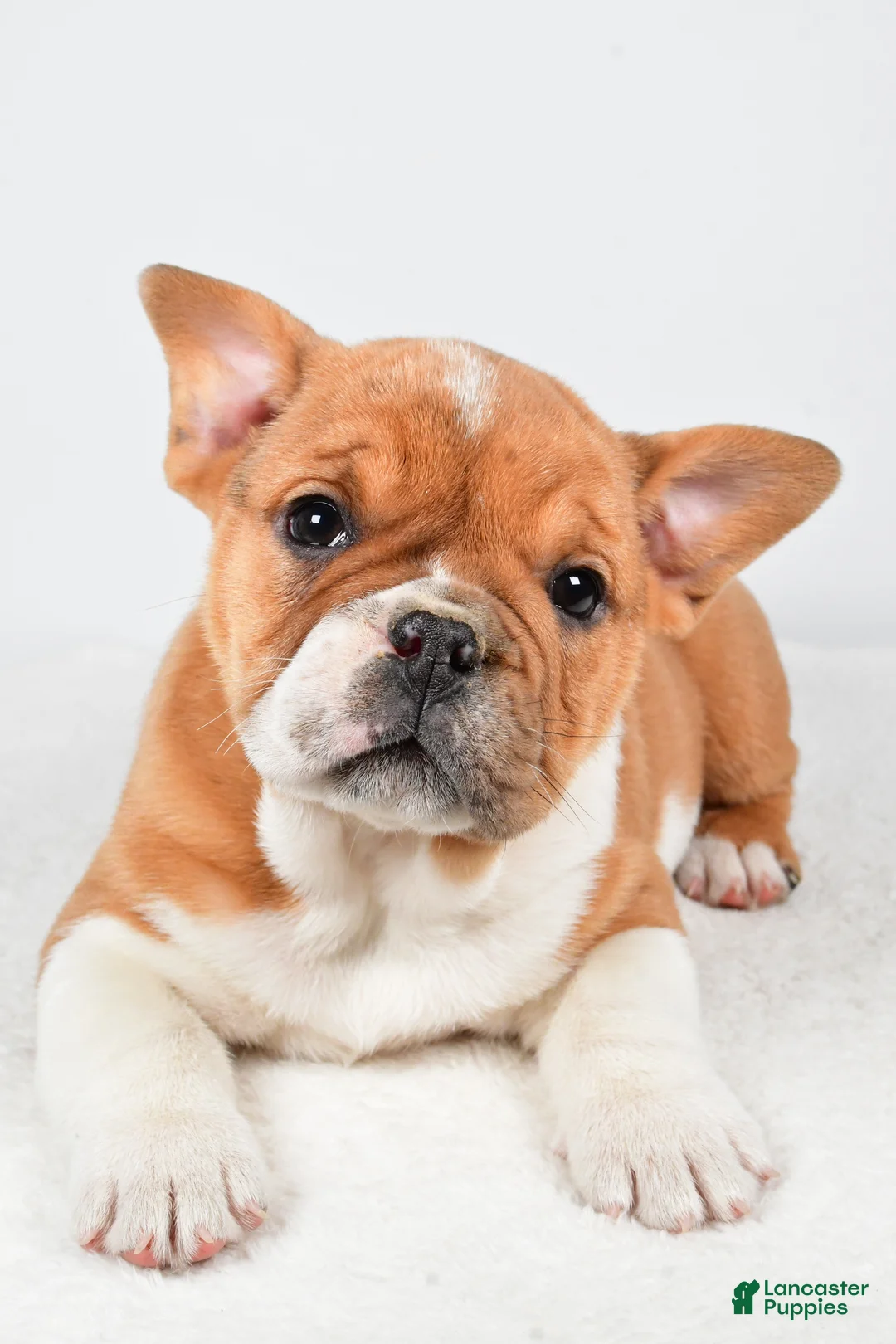 Beabull dogs for sale: Taffy - Ad 4