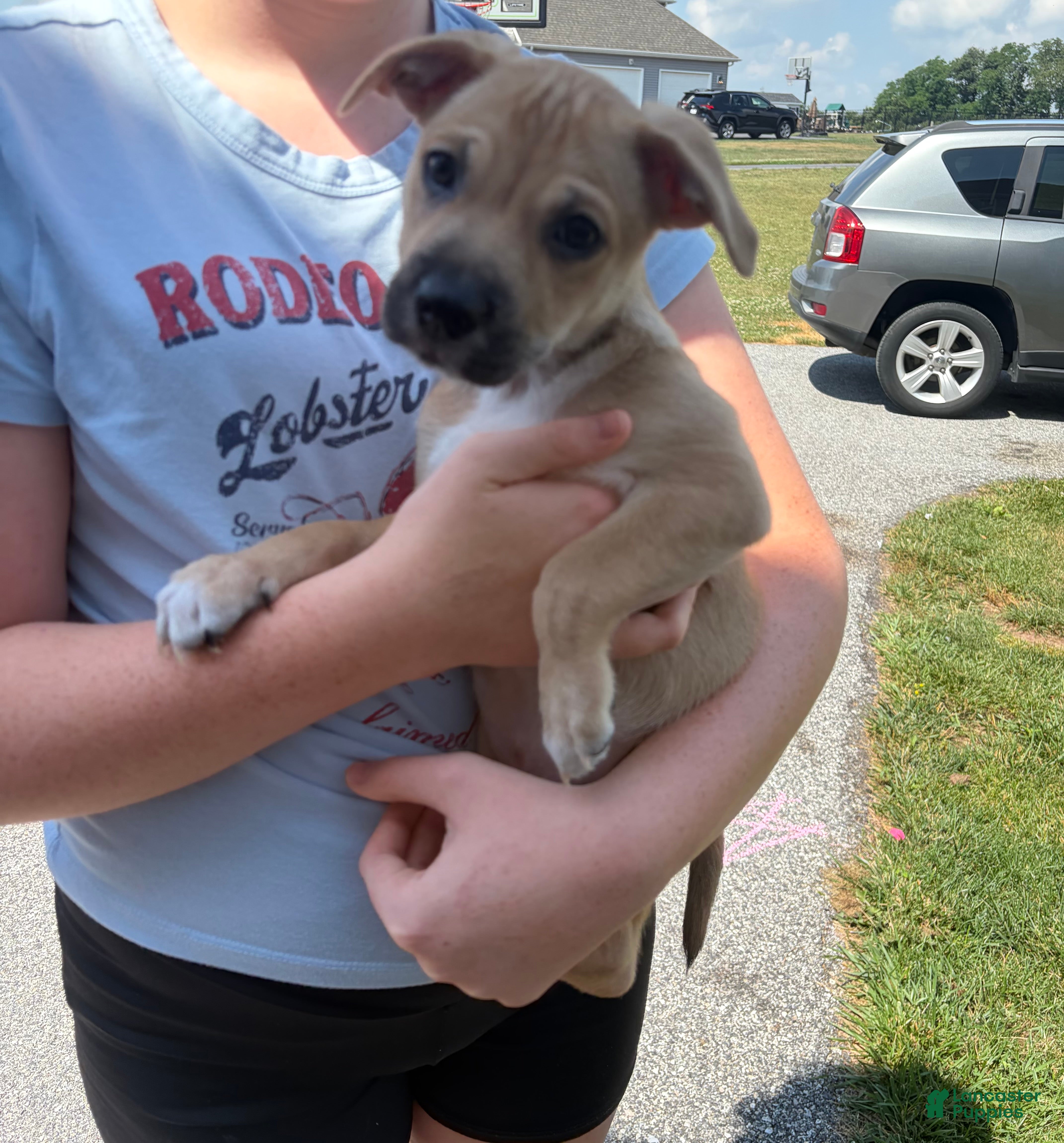 Mixed Breed dogs Tater Tot - Ad 14