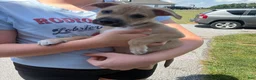 Mixed Breed dogs for sale: Tater Tot - Ad 1