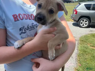 Mixed Breed dogs Tater Tot - Ad 14