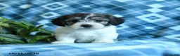 Mixed Breed dogs for sale: Dumpling - Ad 4