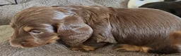 Dachshund dogs for sale: Coco - Ad 5