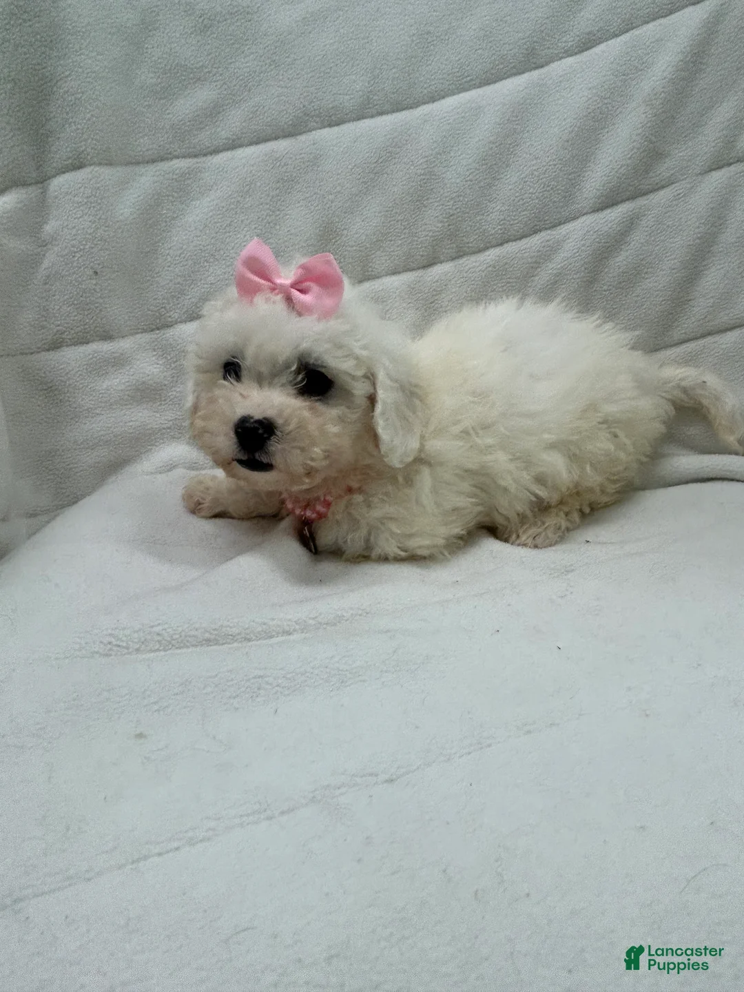 Bichon Frise dogs for sale: Bichon Frise Puppy 4 - Ad 2