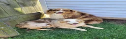 Australian Shepherd dogs for sale: Marshall - Ad 2