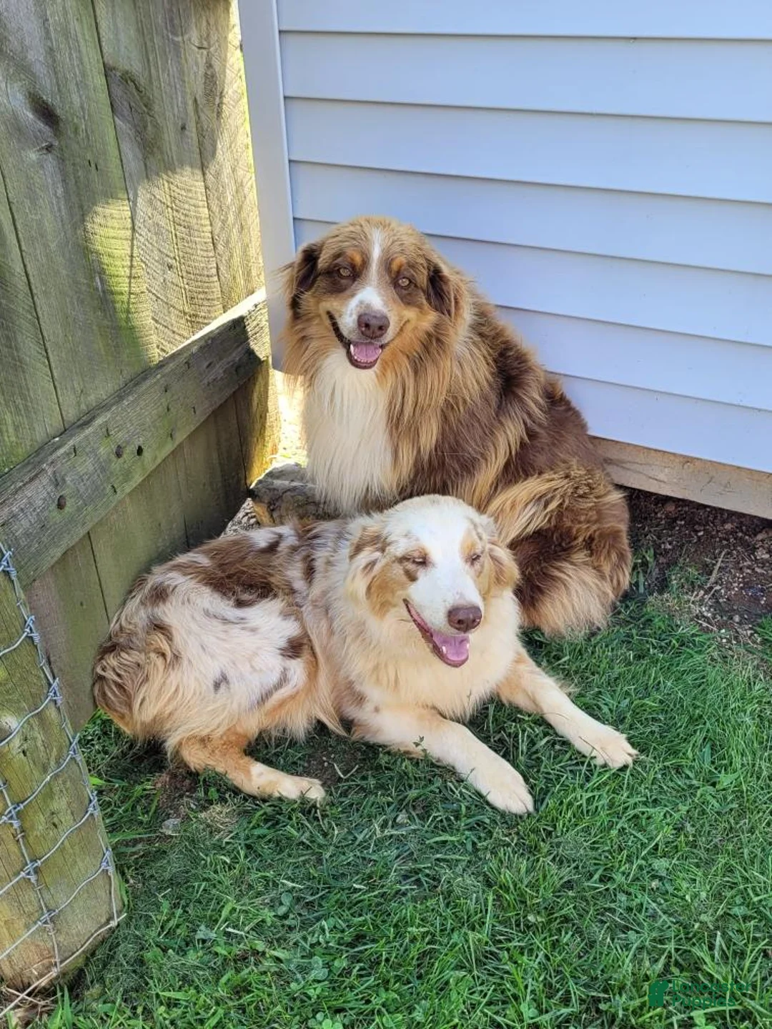 Australian Shepherd dogs for sale: Marshall - Ad 2