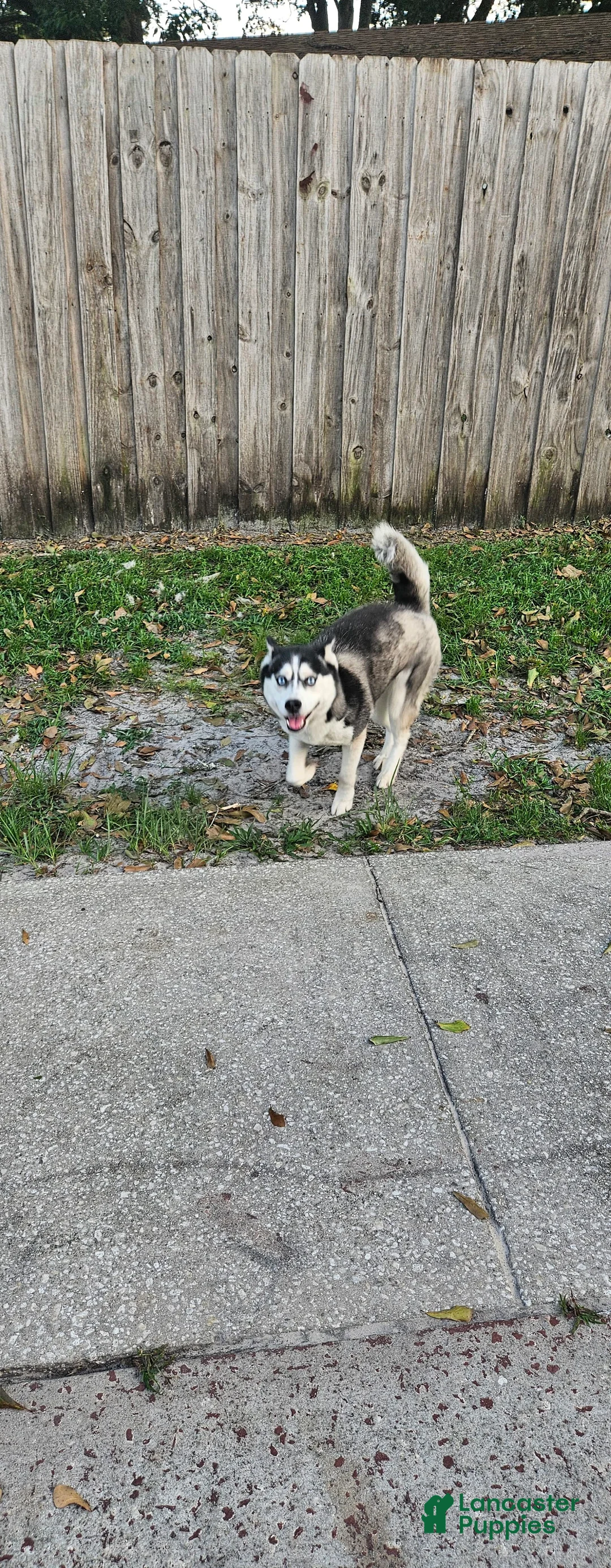 Gallery Image {{count}}