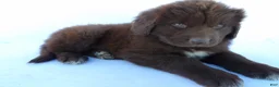 Newfoundland dogs for sale: Luna - Ad 3