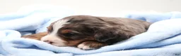 Mini Bernedoodle dogs for sale: Carter  - Ad 10