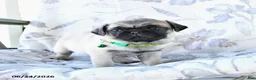 Pug dogs for sale: Wayne - Ad 3