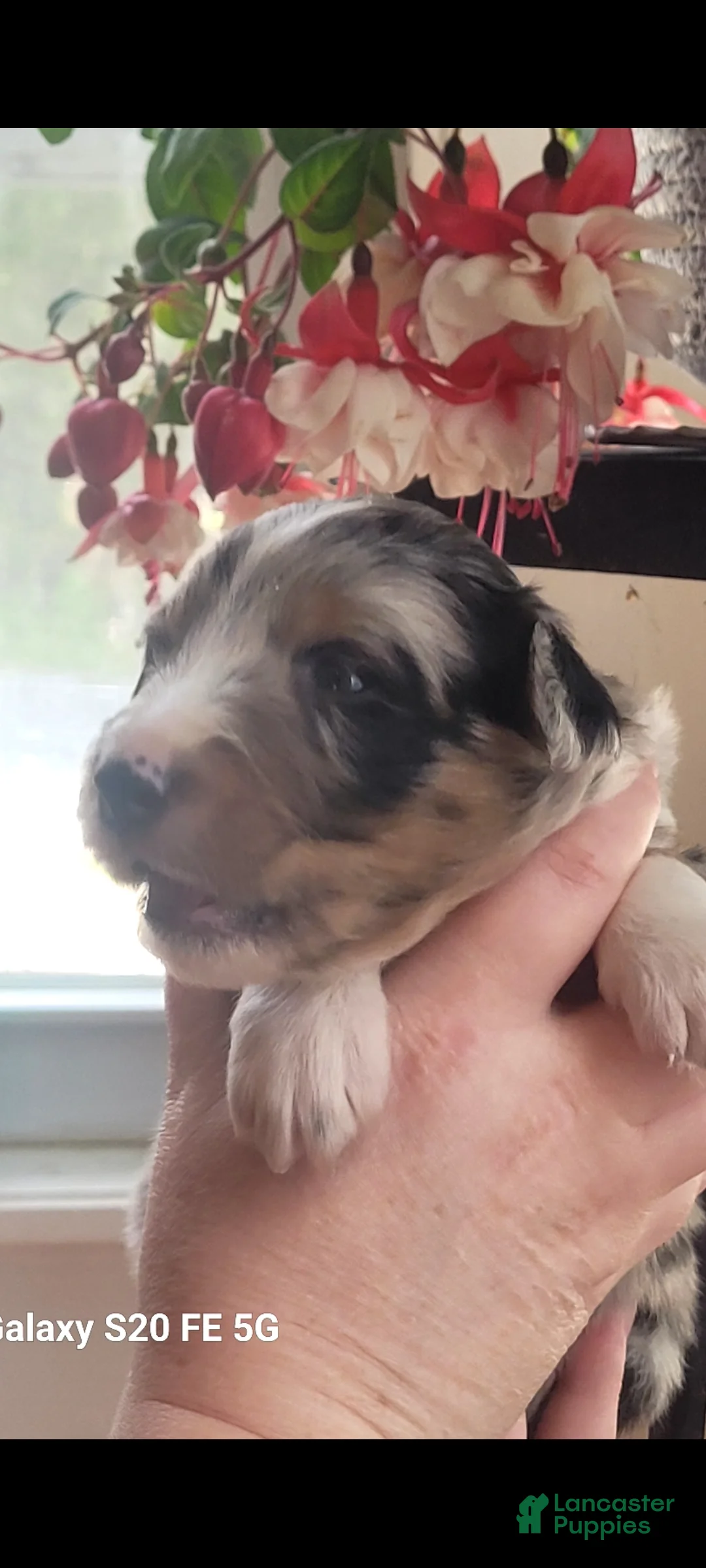 Australian Shepherd dogs for sale: Australian Shepherd Puppy 5 - Ad 2