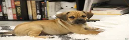 Puggle dogs for sale: Canyon - Ad 3