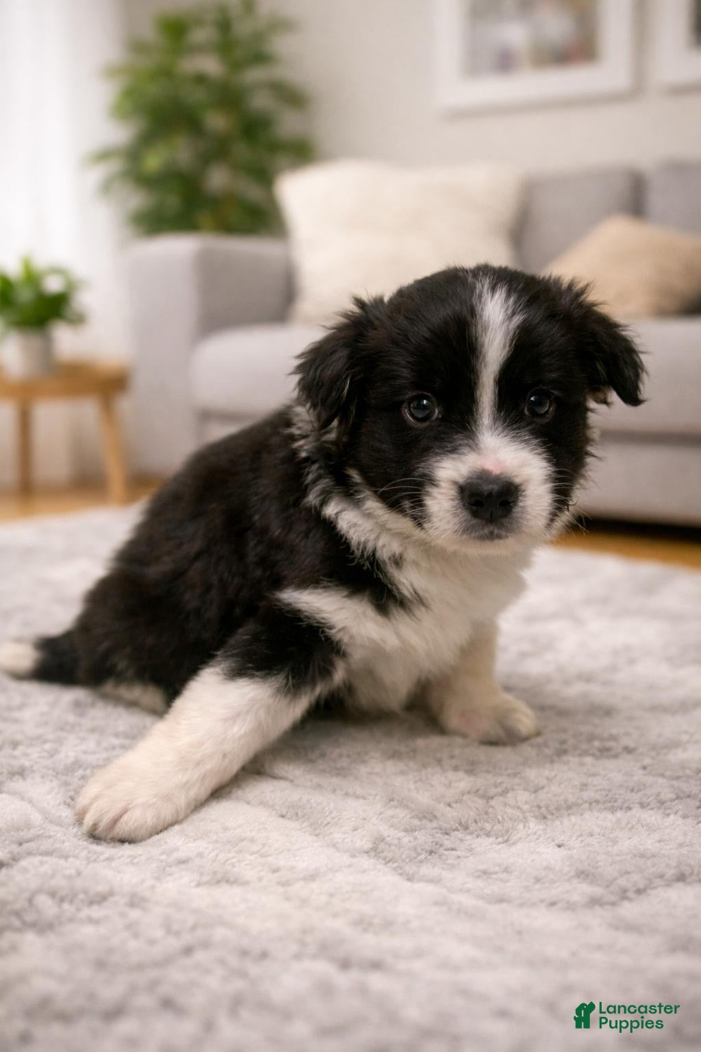 Mixed Breed dogs ACE  - Ad 42