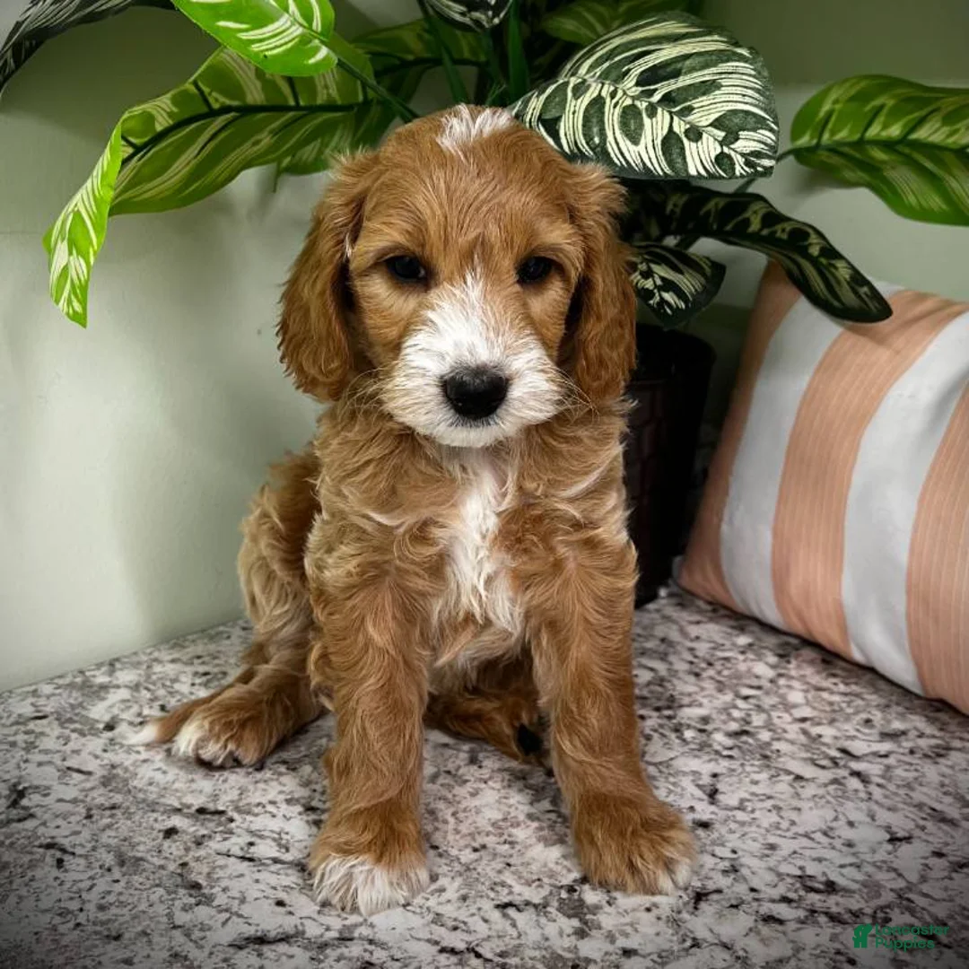 Mini Goldendoodle dogs for sale: Tango (Miniature Girl) - Ad 3