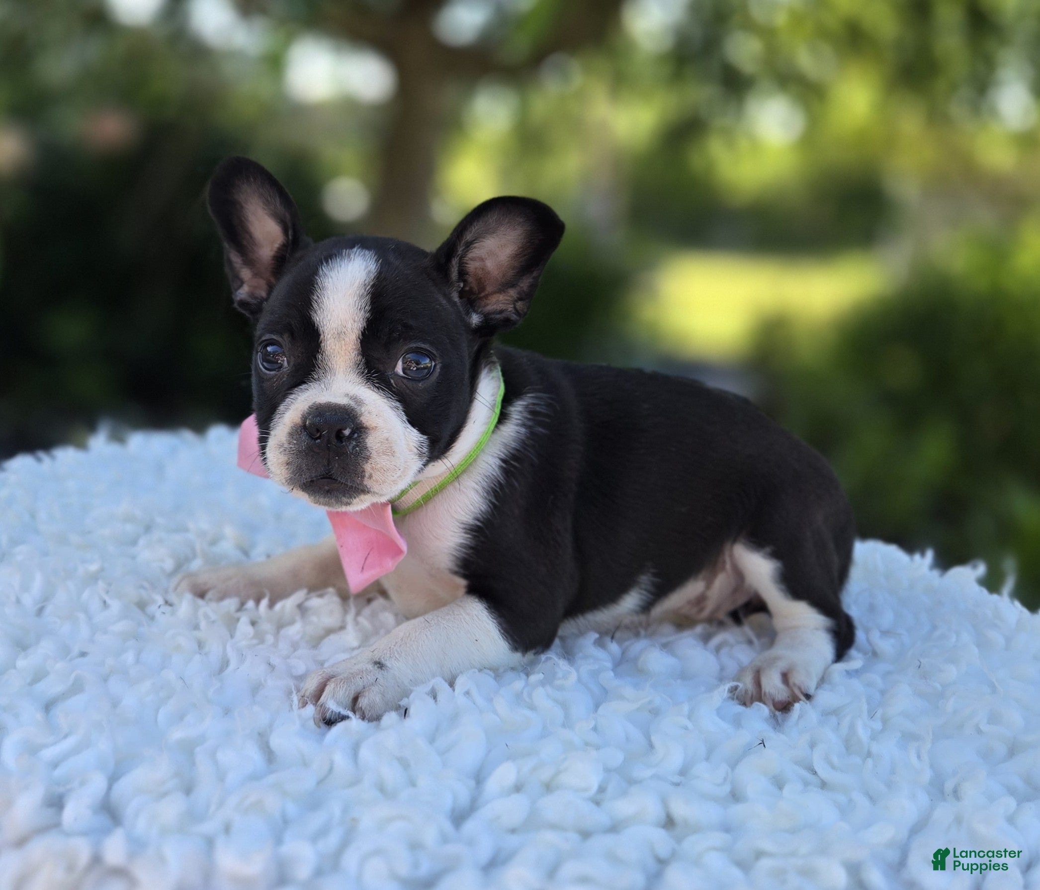 Boston Terrier dogs Dixie - Ad 2